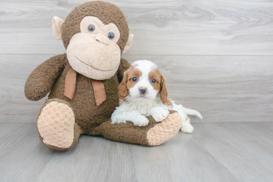 Best Cavapoo Baby