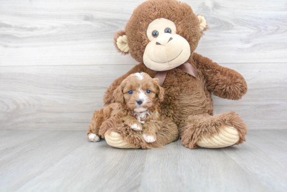 Petite Cavapoo Poodle Mix Pup