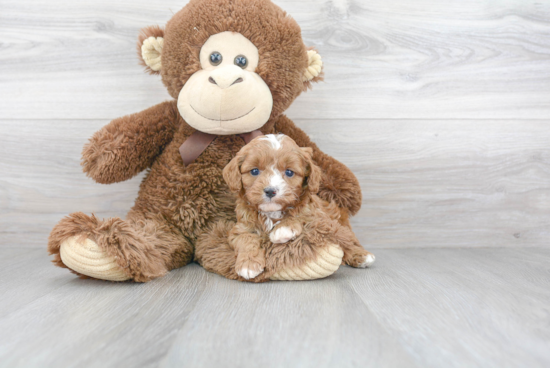 Cavapoo Pup Being Cute