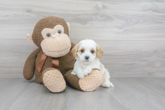 Cavapoo Puppy for Adoption