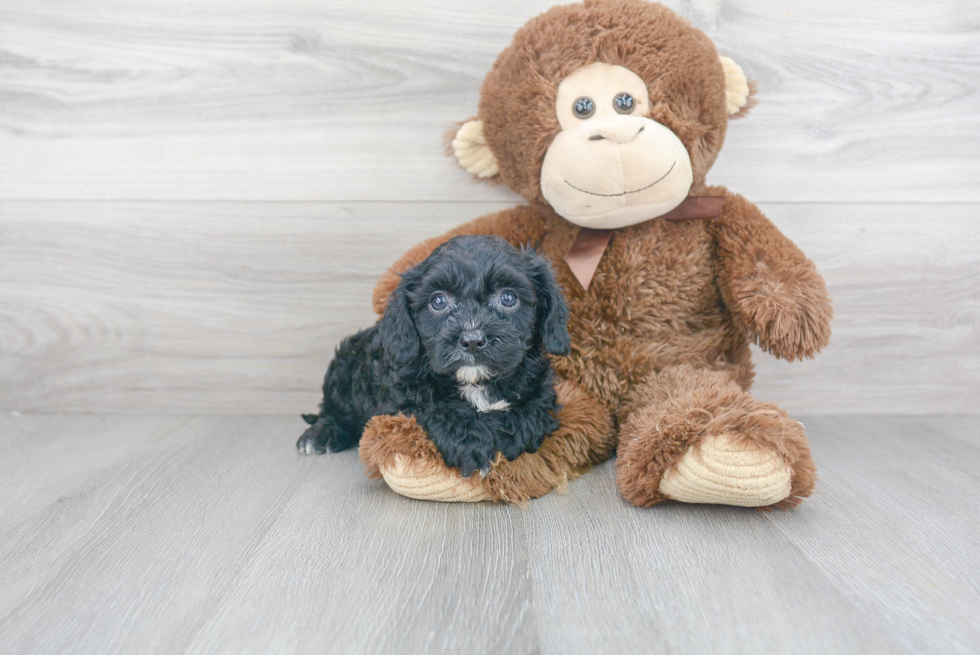 Best Cavapoo Baby