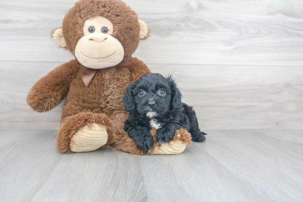 Small Cavapoo Baby