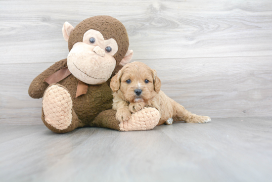 Best Cavapoo Baby