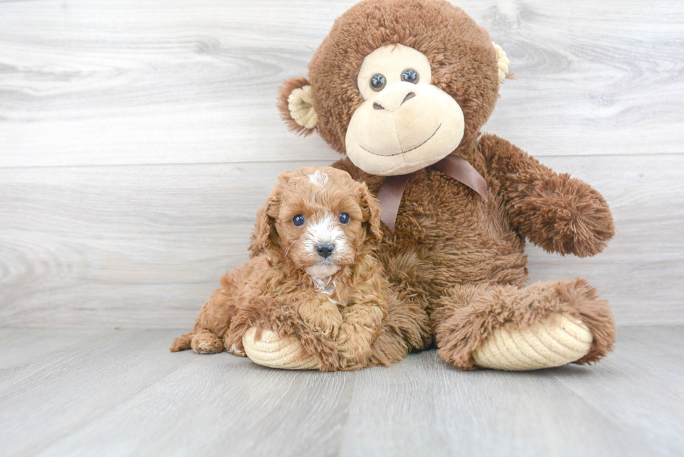 Petite Cavapoo Poodle Mix Pup