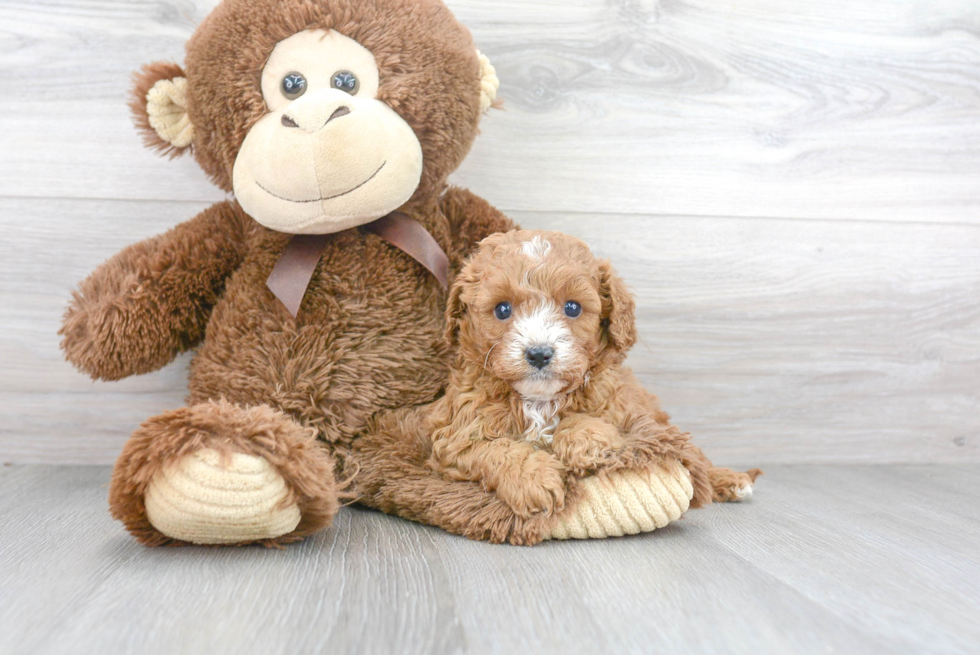 Small Cavapoo Baby