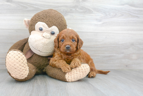 Cavapoo Puppy for Adoption