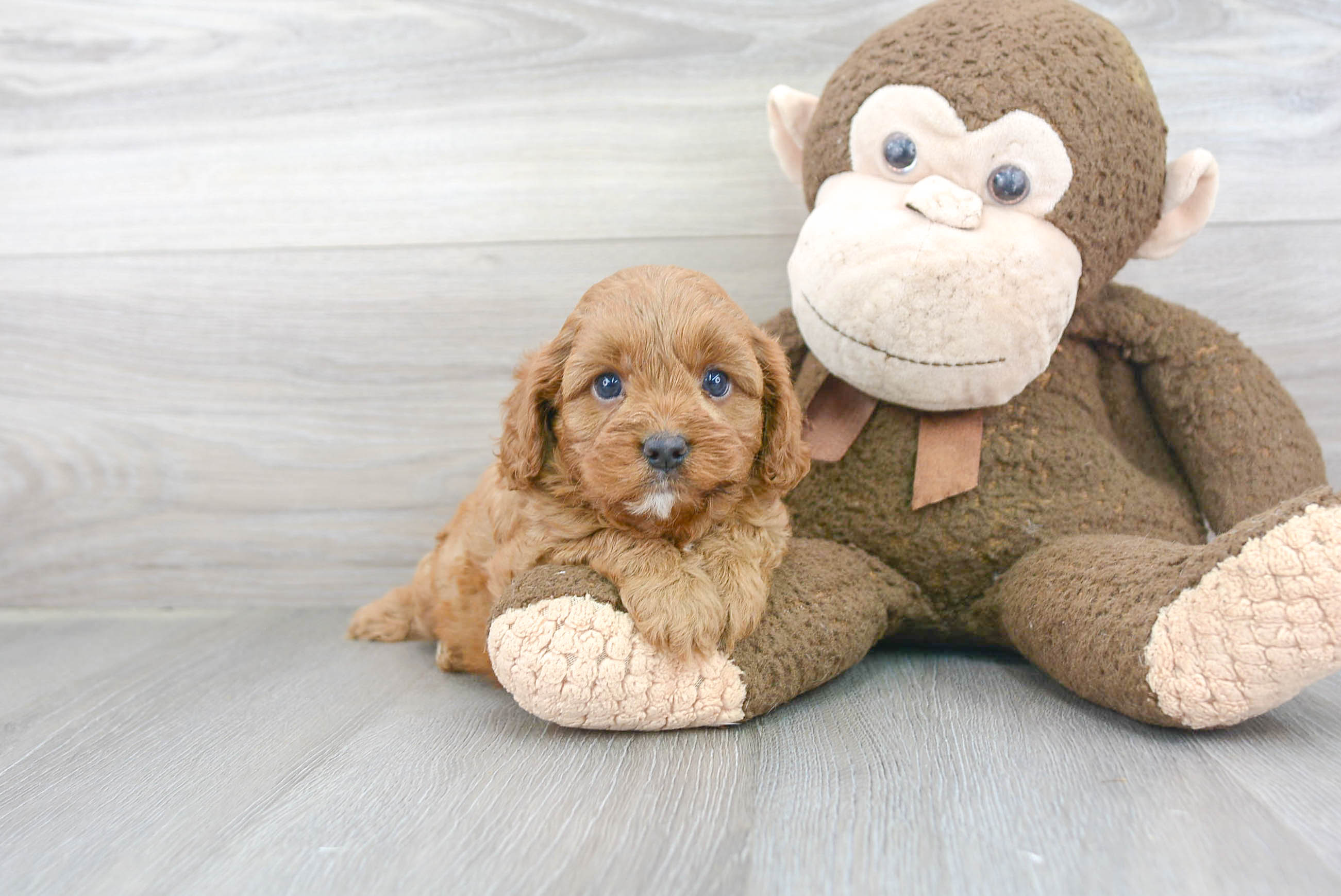 Cavapoo Pup Being Cute