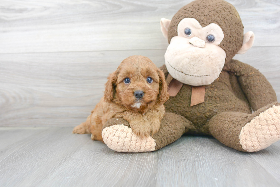 Cavapoo Pup Being Cute