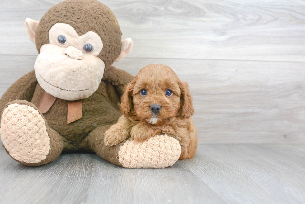 Cavapoo Puppy for Adoption