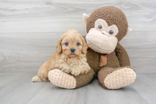 Fluffy Cavapoo Poodle Mix Pup