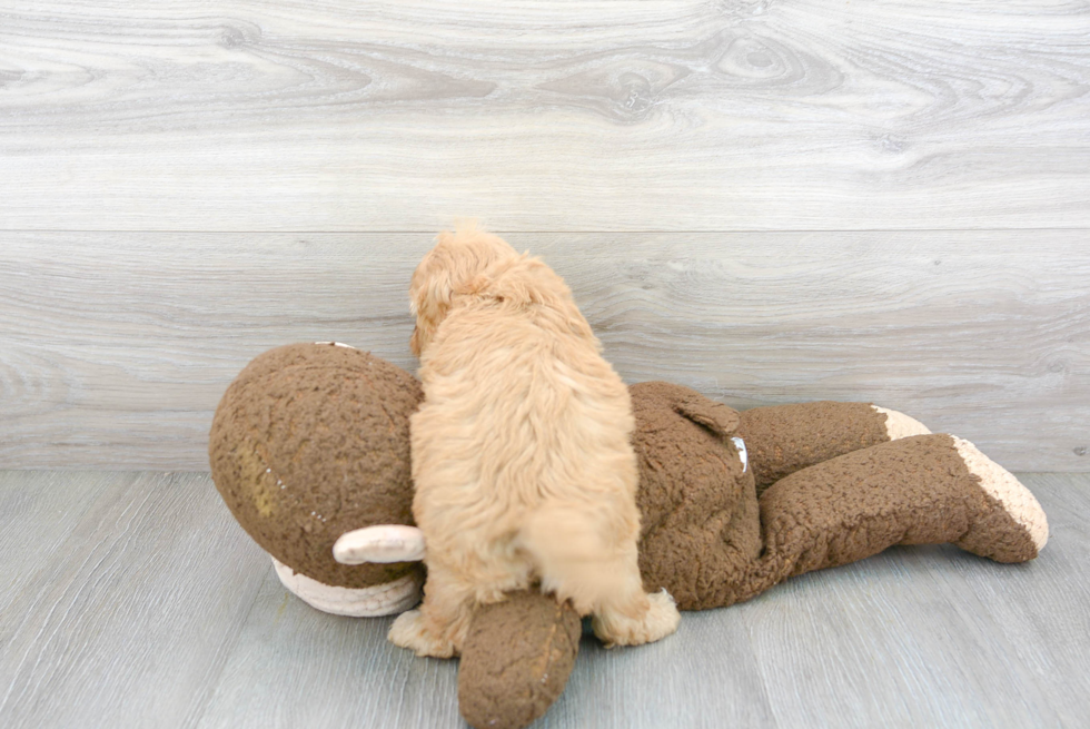 Cavapoo Pup Being Cute