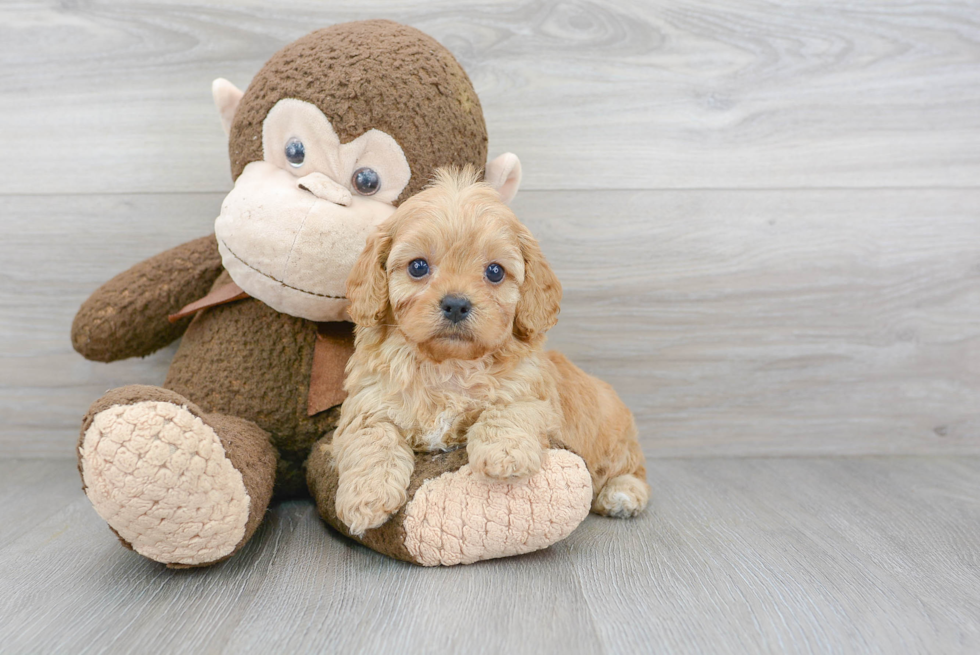 Cavapoo Puppy for Adoption