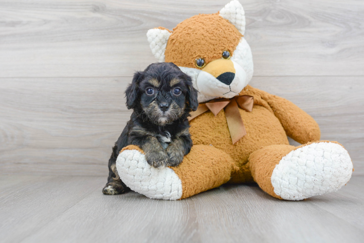 Best Cavapoo Baby