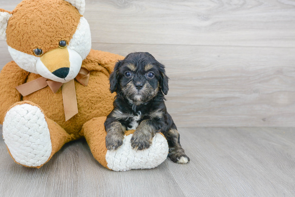 Best Cavapoo Baby