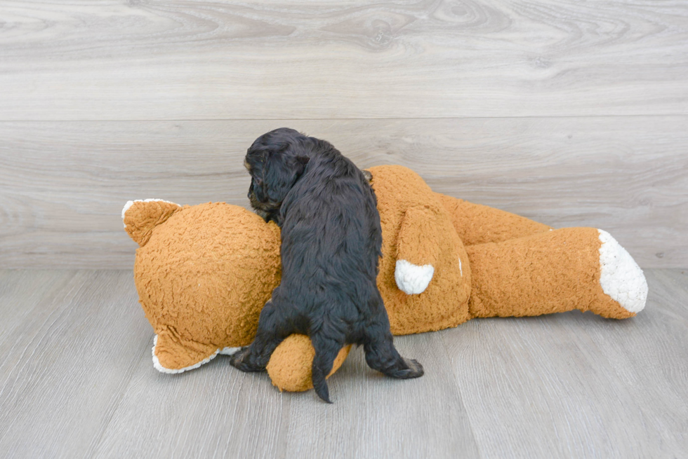 Cavapoo Pup Being Cute