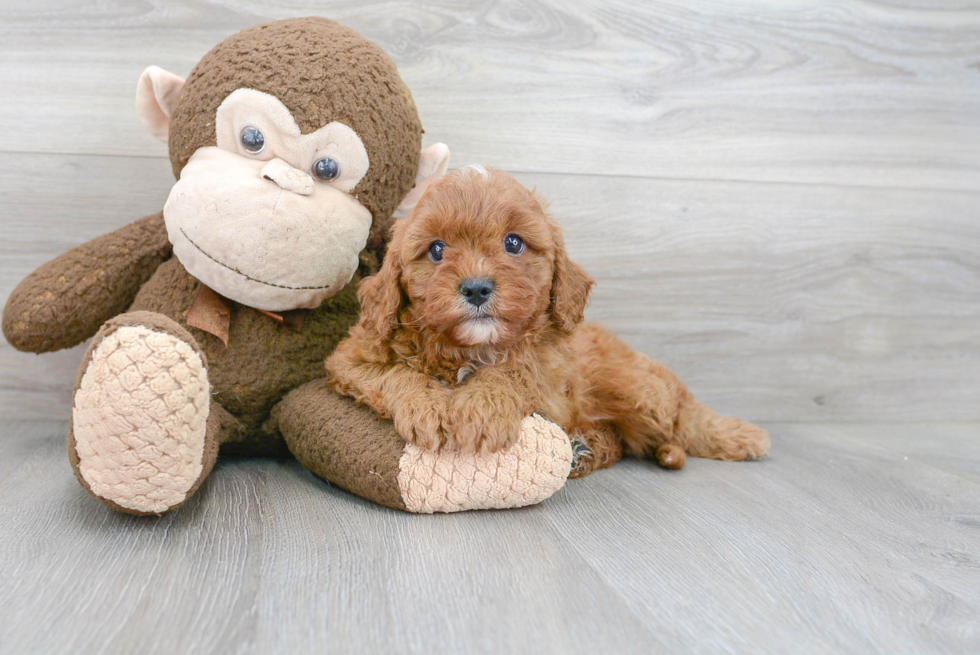 Smart Cavapoo Poodle Mix Pup