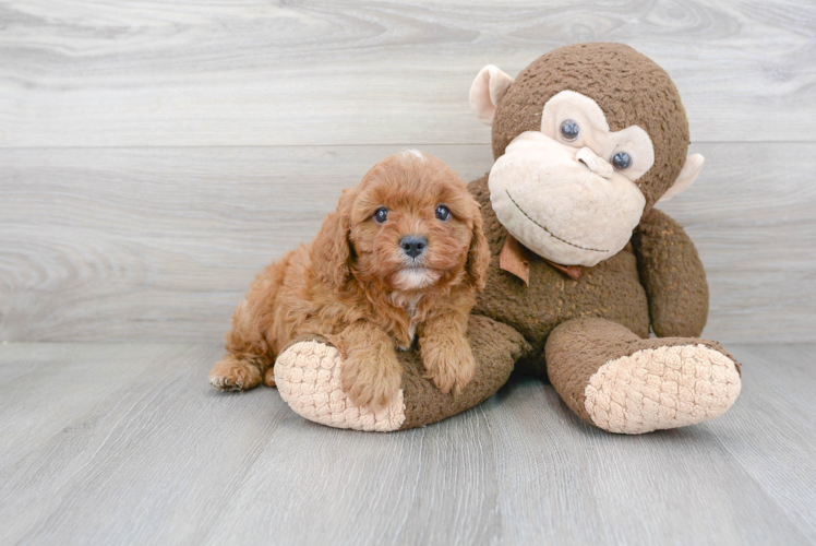 Best Cavapoo Baby