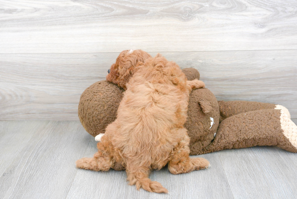 Cavapoo Pup Being Cute