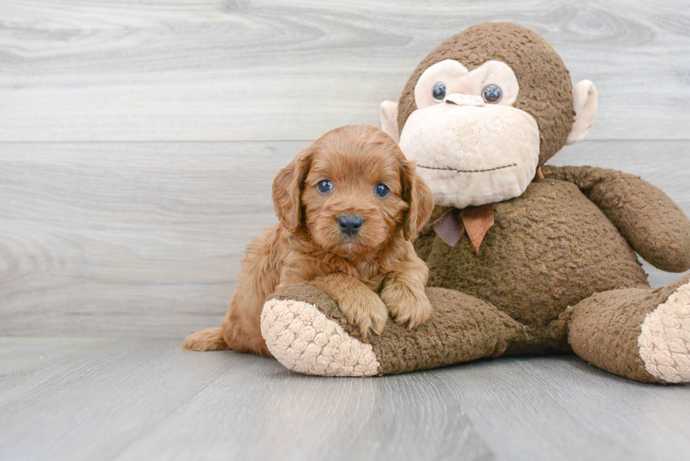 Cavapoo Puppy for Adoption