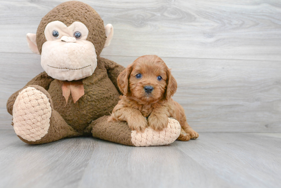 Best Cavapoo Baby