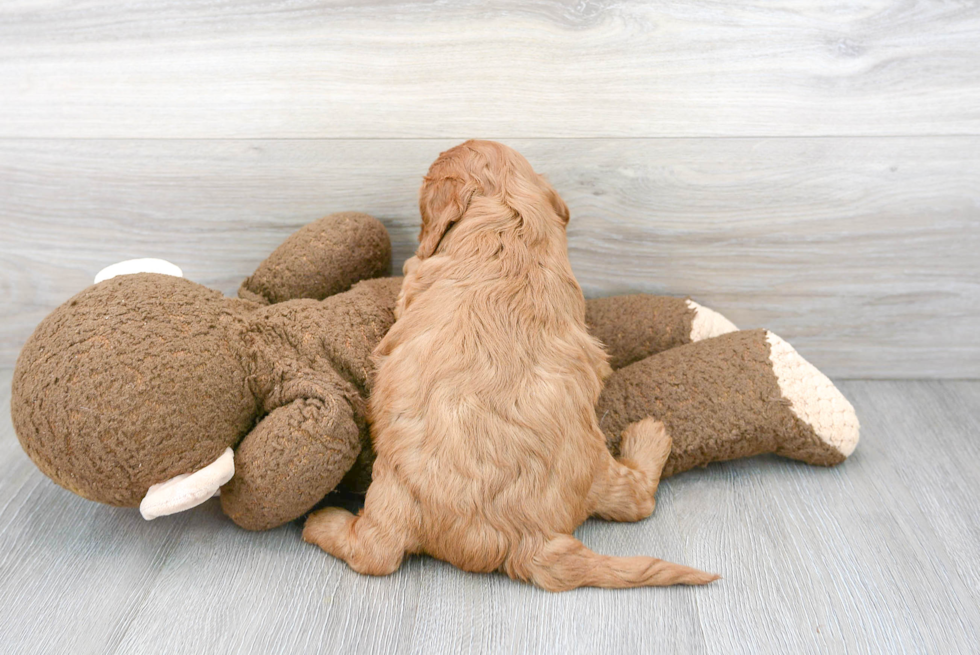 Best Cavapoo Baby