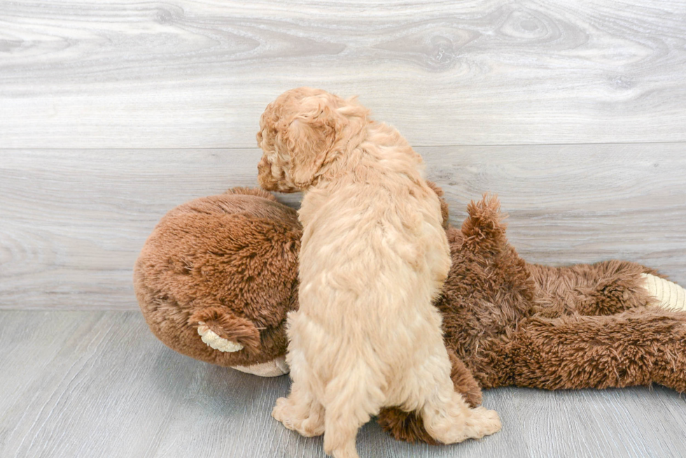 Cavapoo Puppy for Adoption