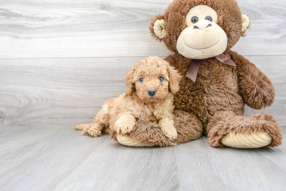 Hypoallergenic Cavoodle Poodle Mix Puppy