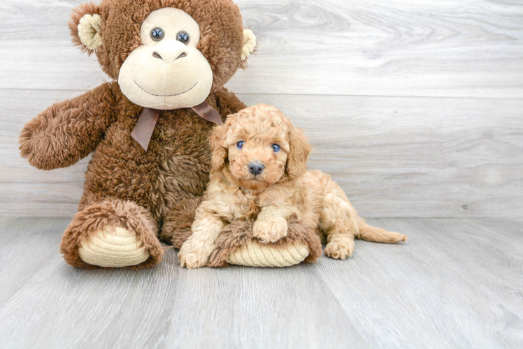 Best Cavapoo Baby