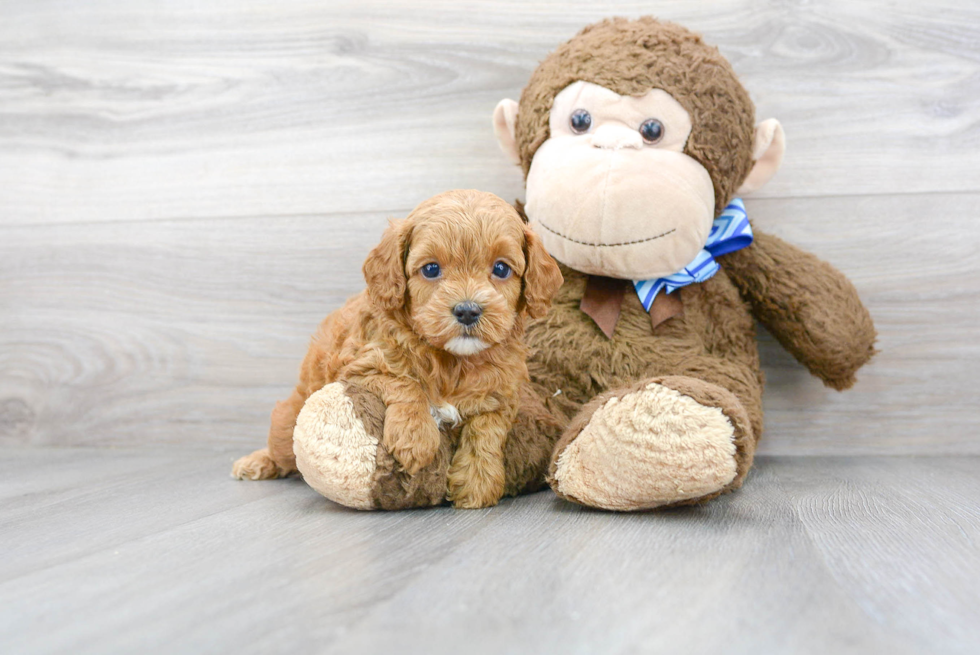 Funny Cavapoo Poodle Mix Pup