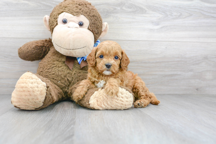 Cavapoo Puppy for Adoption