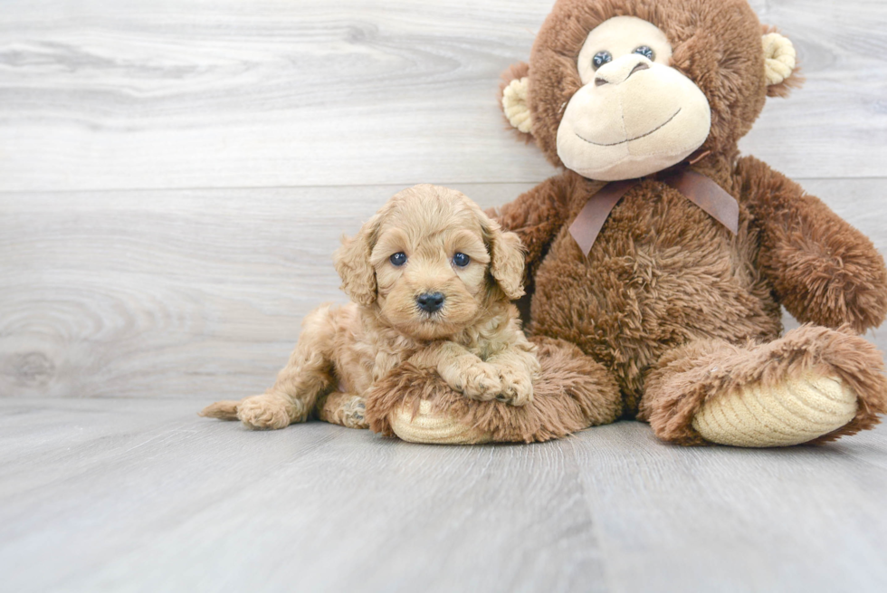 Cavapoo Puppy for Adoption