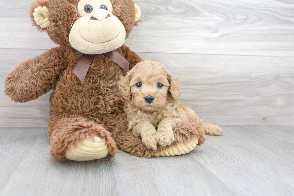 Cavapoo Pup Being Cute