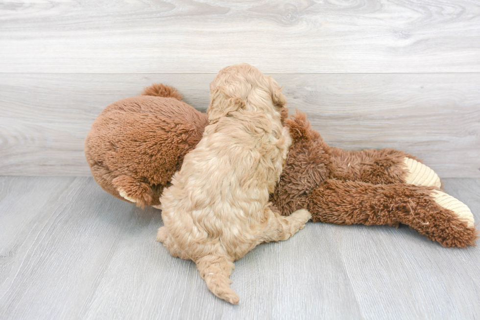 Little Cavoodle Poodle Mix Puppy