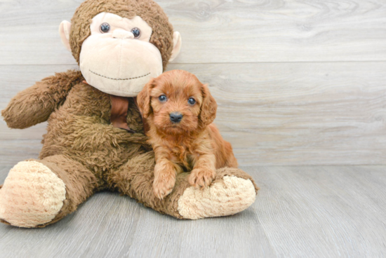 Cavapoo Pup Being Cute