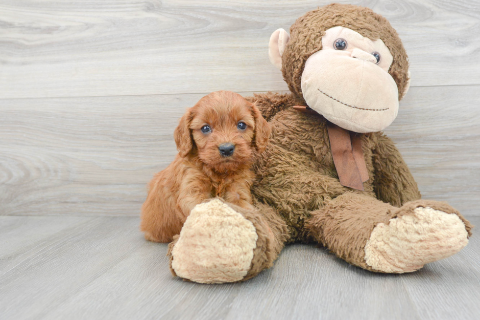 Adorable Cavoodle Poodle Mix Puppy