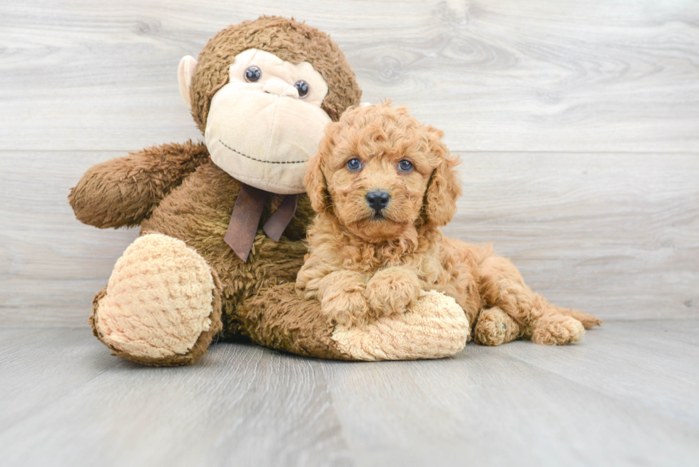 Fluffy Cavapoo Poodle Mix Pup