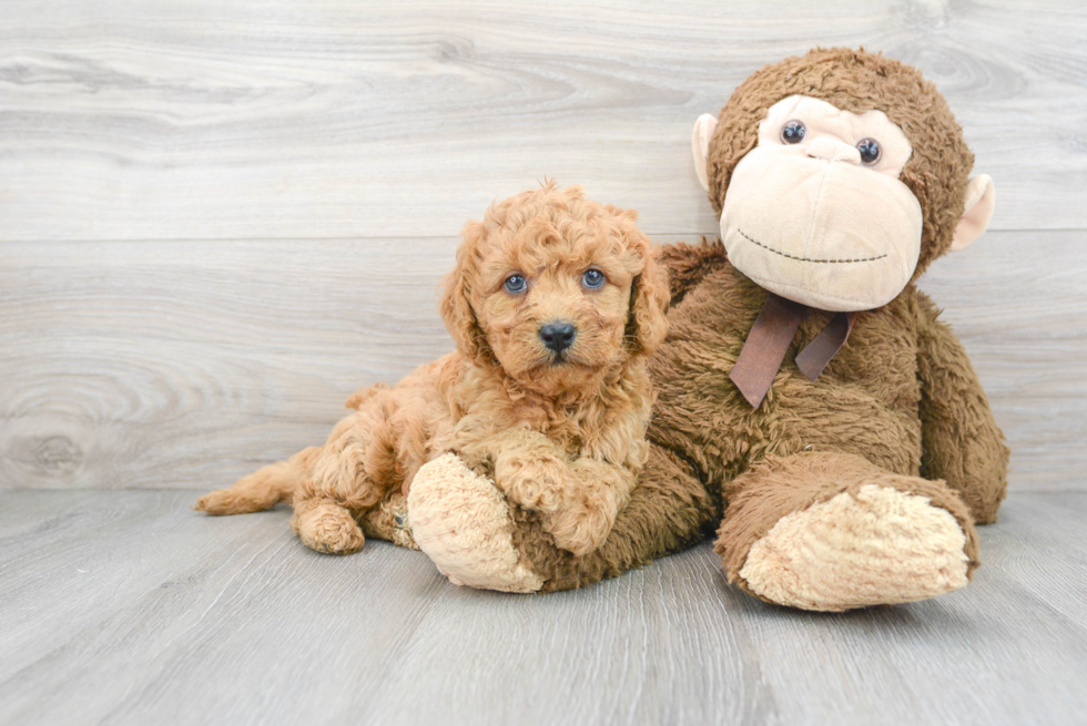 Smart Cavapoo Poodle Mix Pup