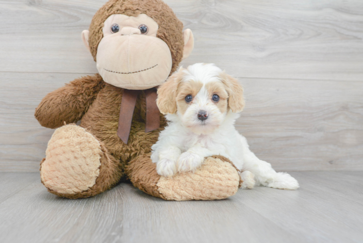 Energetic Cavoodle Poodle Mix Puppy