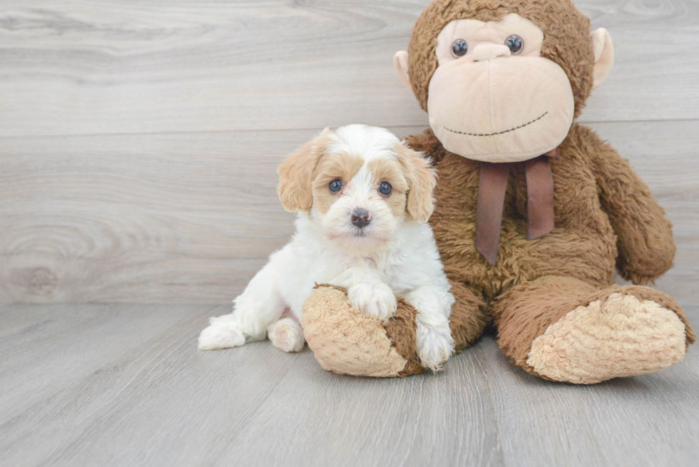 Cavapoo Pup Being Cute