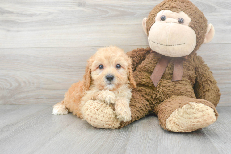 Happy Cavapoo Baby