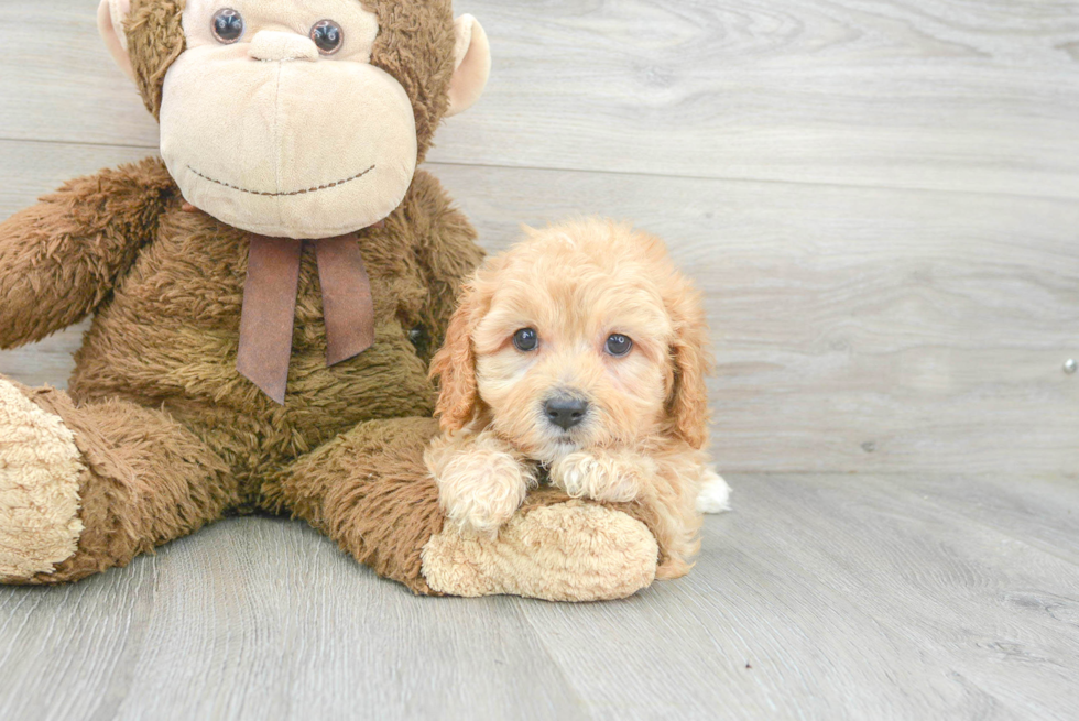 Funny Cavapoo Poodle Mix Pup