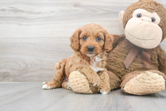 Fluffy Cavapoo Poodle Mix Pup