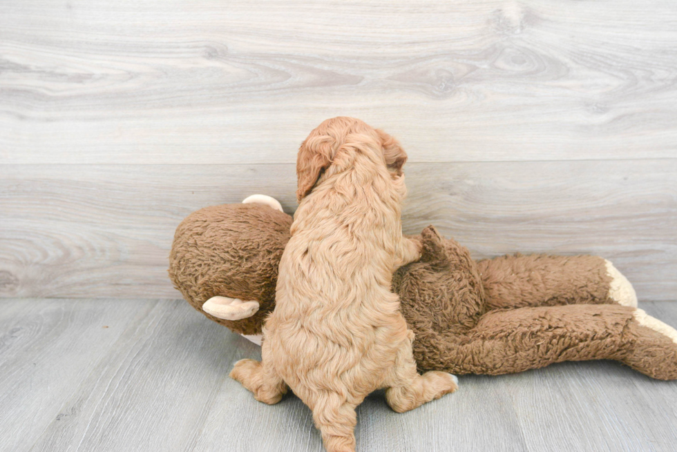 Funny Cavapoo Poodle Mix Pup