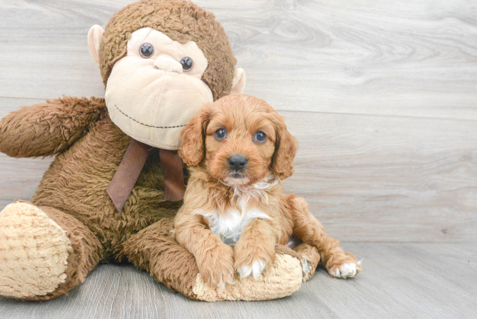 Cavapoo Puppy for Adoption