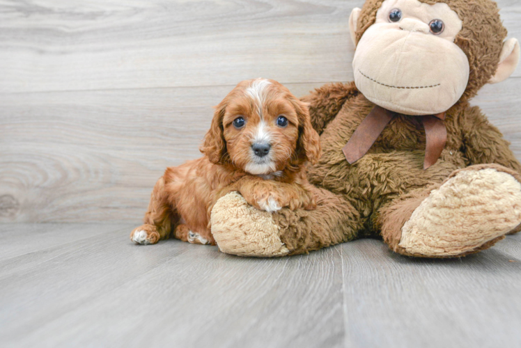 Best Cavapoo Baby