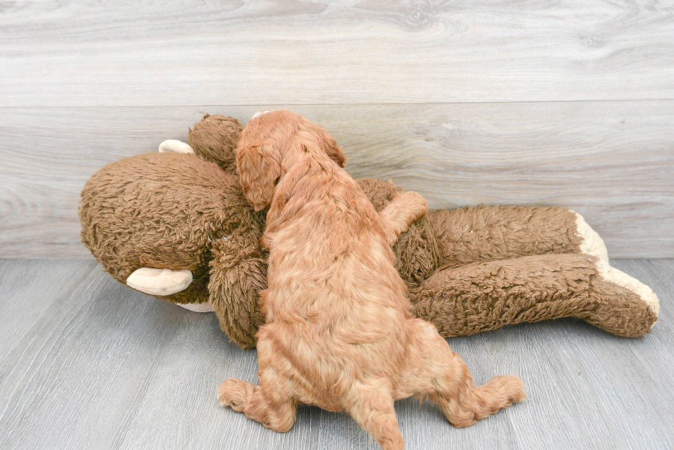 Cavapoo Pup Being Cute