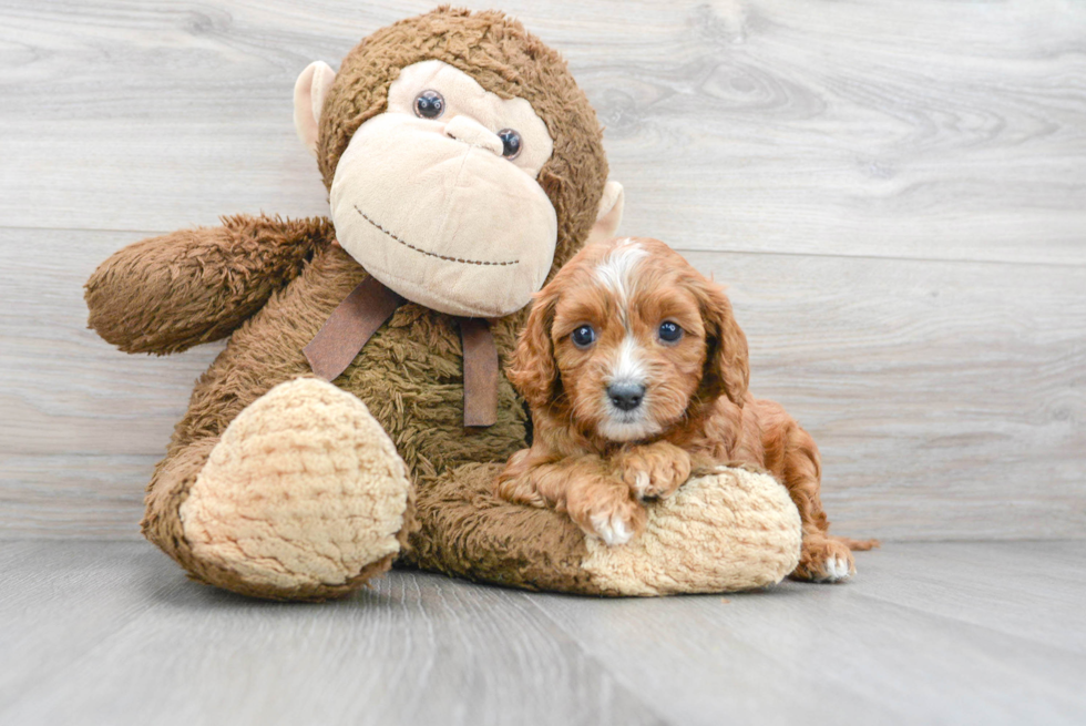 Best Cavapoo Baby