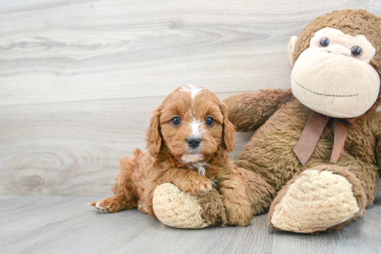 Petite Cavapoo Poodle Mix Pup