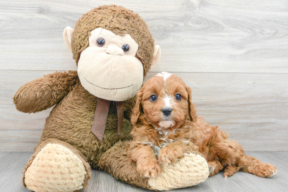 Popular Cavapoo Poodle Mix Pup