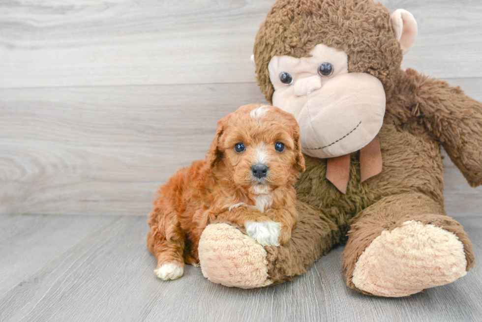 Small Cavapoo Baby